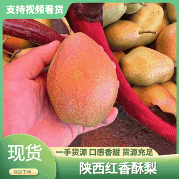 【品质保证】陕西红香酥梨对接商超，电商，市场，社区团购