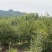 江西山茶油自种自产品质有保证欢迎老板来电咨询订货