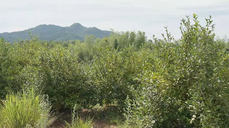 江西山茶油自种自产品质有保证欢迎老板来电咨询订货