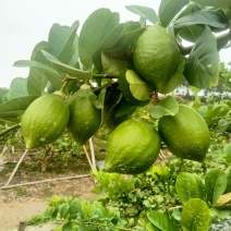 赣州精品香水柠檬，大量新鲜现货保质保量欢迎老板选购