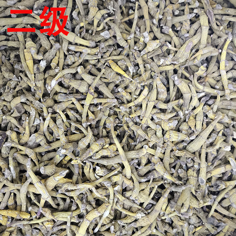 虎牙石斛金叉石斛产地货源
