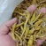 虎牙石斛金叉石斛产地货源