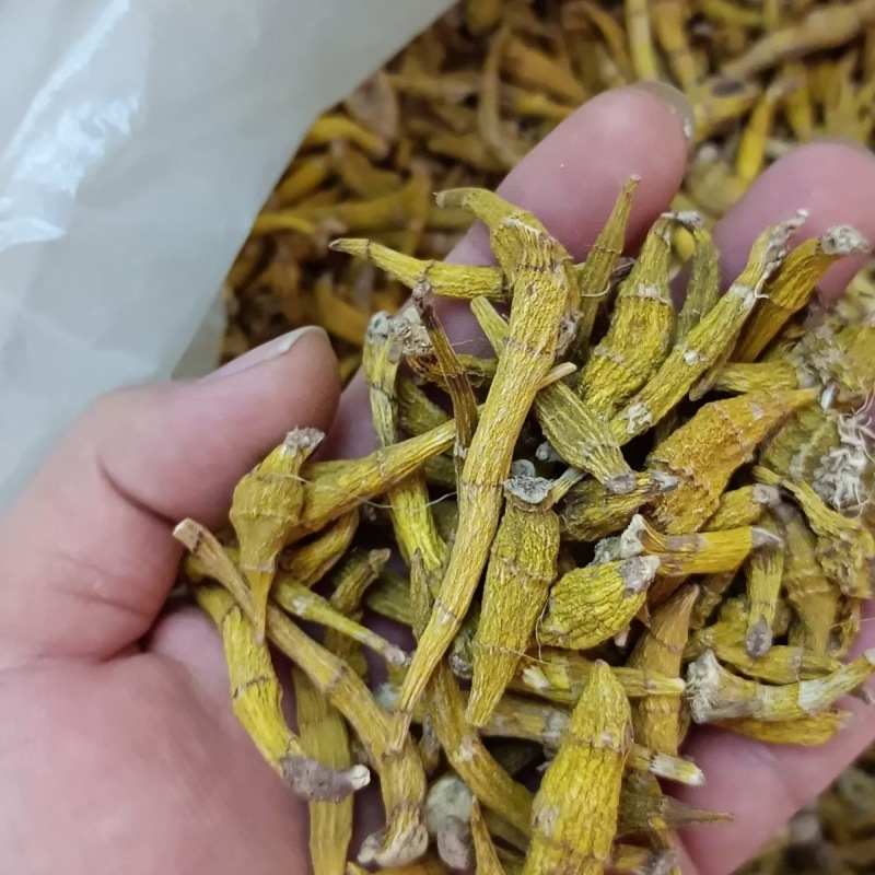 虎牙石斛金叉石斛产地货源