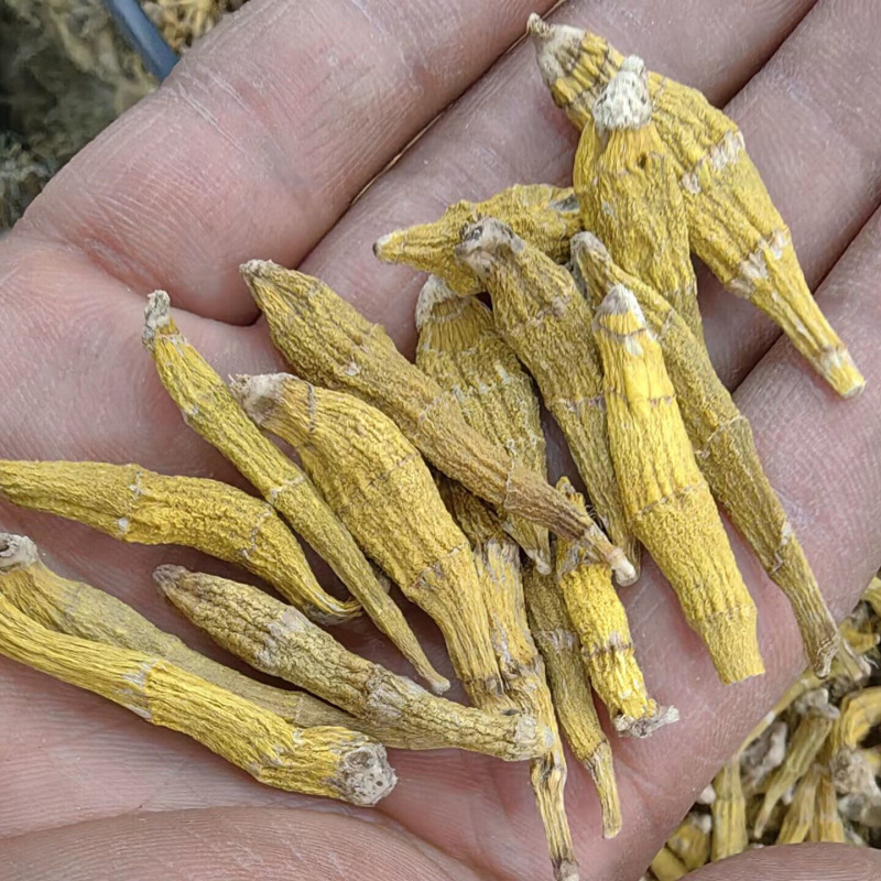 虎牙石斛金叉石斛产地货源