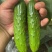 密刺黄瓜苗寿光菜苗基地直供现货速发质量保证电联