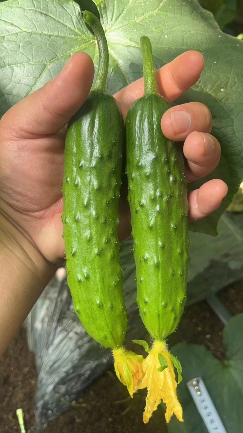 密刺黄瓜苗寿光菜苗基地直供现货速发质量保证电联