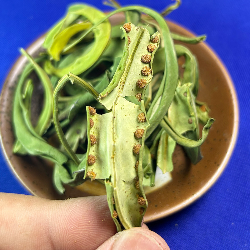 大叶化石草化石草