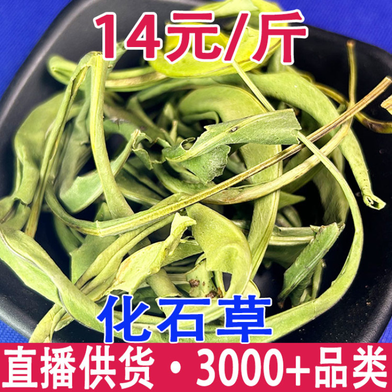 大叶化石草化石草