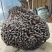 蚂蚁窝蚂蚁巢黑蚂蚁窝产地货源一件代发