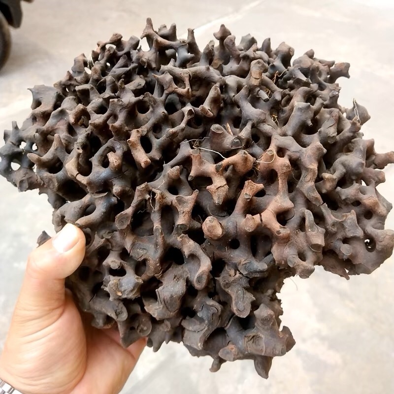 蚂蚁窝蚂蚁巢黑蚂蚁窝产地货源一件代发