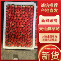 接预订天仙醉草莓草莓产地直发品质保障全国发货