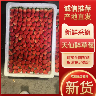 接预订天仙醉草莓草莓产地直发品质保障全国发货