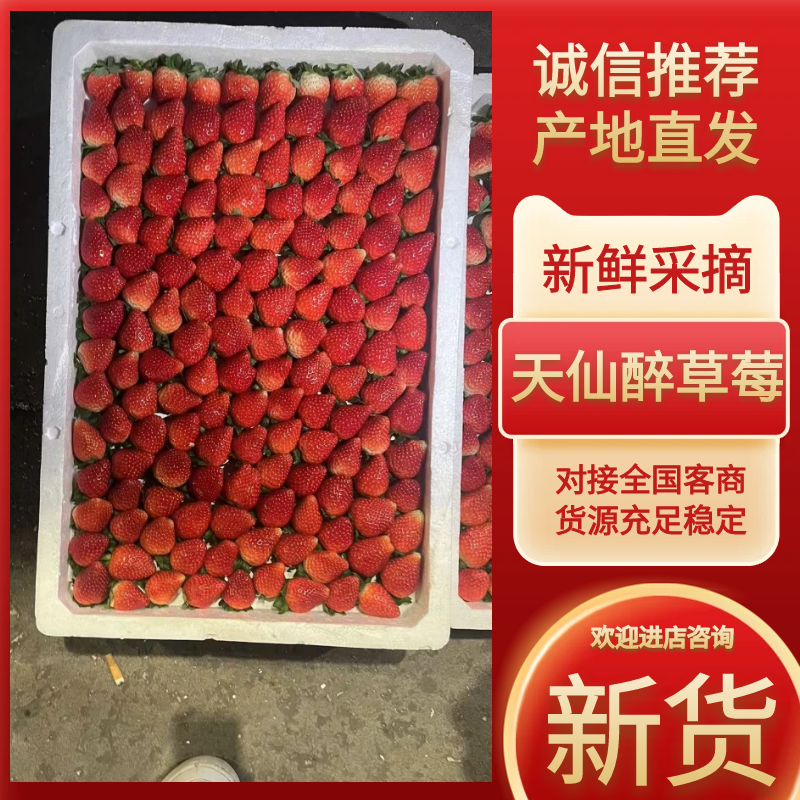 接预订天仙醉草莓草莓产地直发品质保障全国发货