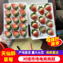 天仙醉草莓安徽草莓产地直发香甜多汁对接电商超市社区等