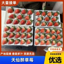 天仙醉草莓精品草莓产地直发对接电商平台社区团购等