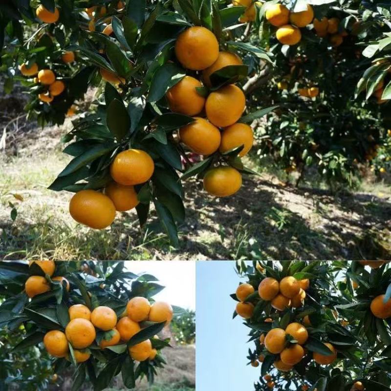 涌泉蜜橘好吃不贵货源充足量大价优对接全国各级客商老板