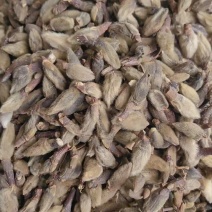 辛荑花中药材泡水喝正宗香料辛荑花毛桃量大从优