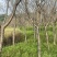 【樱花树】9公分晚樱/早樱/全国发货/整棵带泥/欢迎来电
