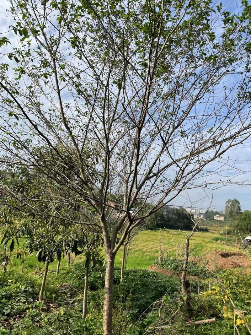 【樱花树】9公分晚樱/早樱/全国发货/整棵带泥/欢迎来电
