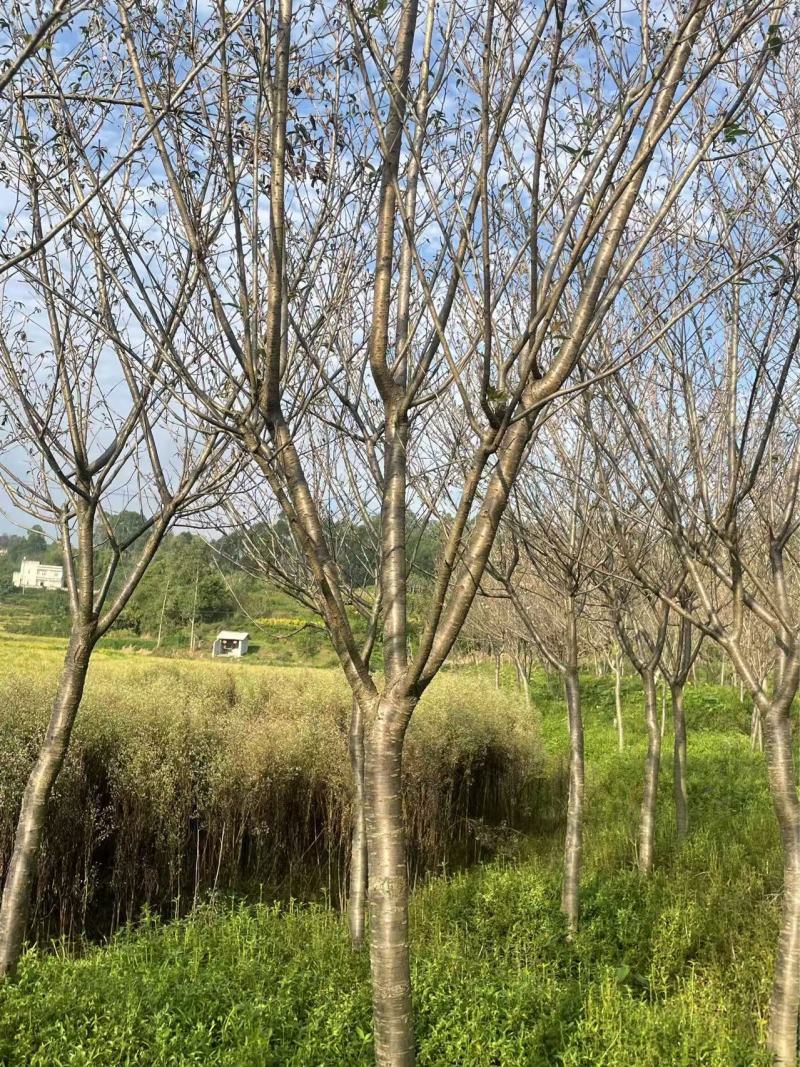 【樱花树】9公分晚樱/早樱/全国发货/整棵带泥/欢迎来电