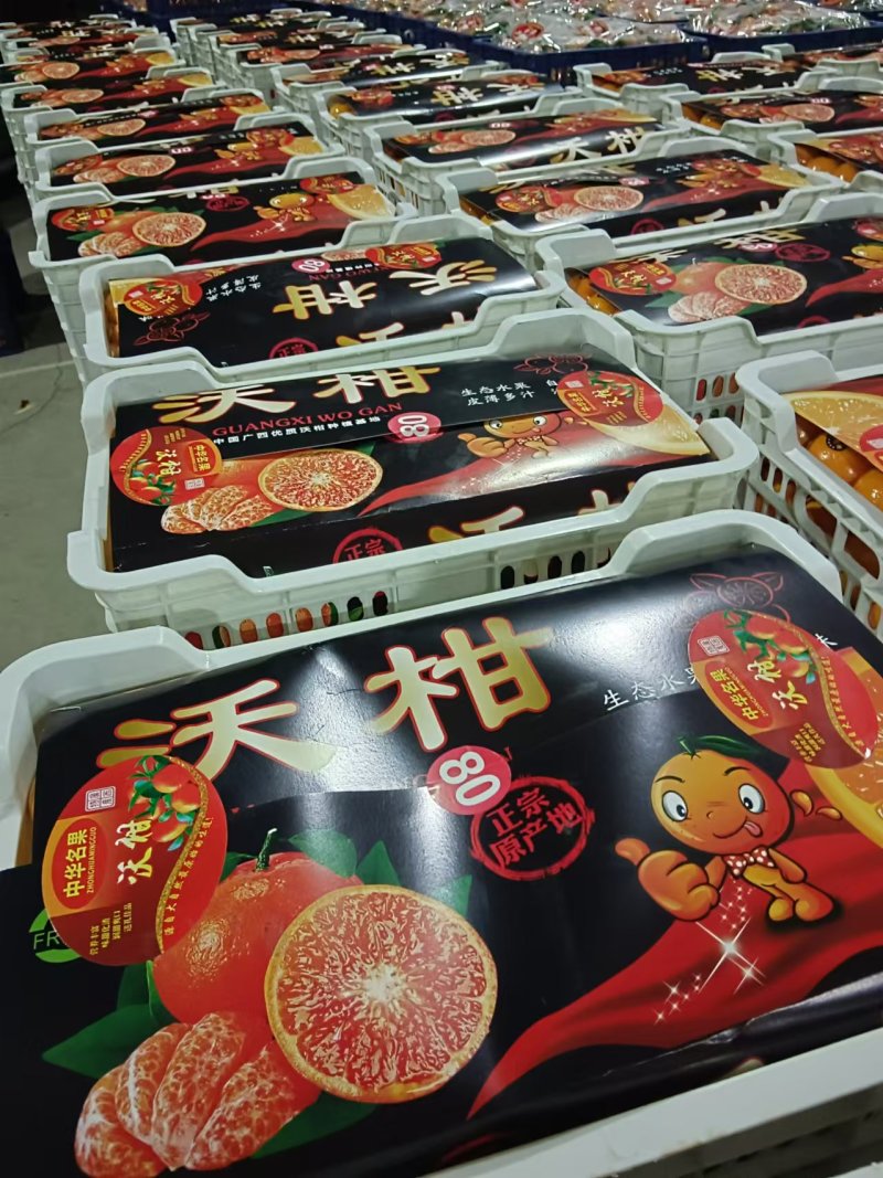 广西沃柑产地一手货源规格齐全，现摘现发可视频看货代发全国