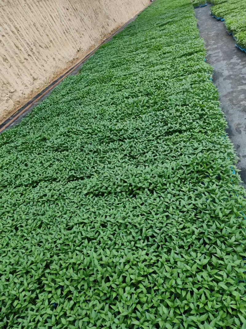 精品辣椒苗根粗苗壮基地直发欢迎咨询！