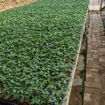 番茄苗基地直发量大从优包教技术欢迎咨询