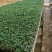 番茄苗基地直发量大从优包教技术欢迎咨询