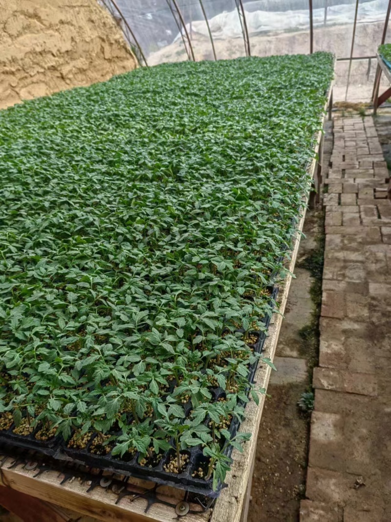 番茄苗基地直发量大从优包教技术欢迎咨询