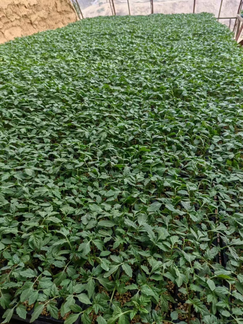番茄苗基地直发量大从优包教技术欢迎咨询