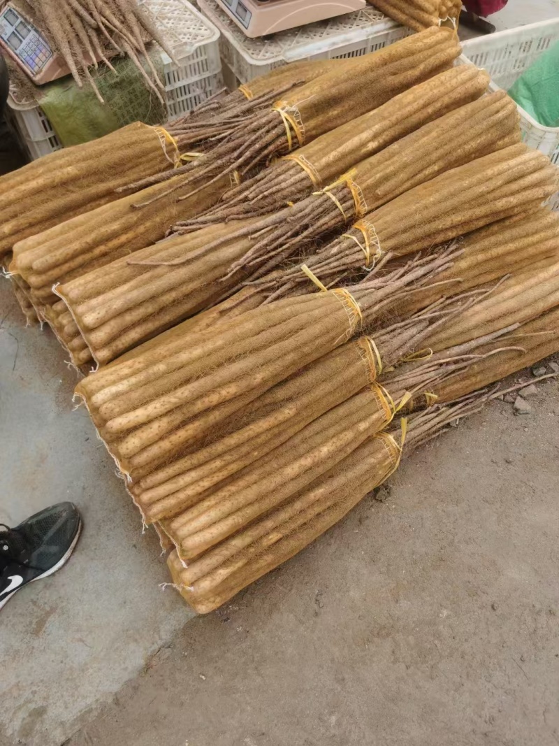 【牛商实力推荐】小白嘴山药，软糯香甜大量现货