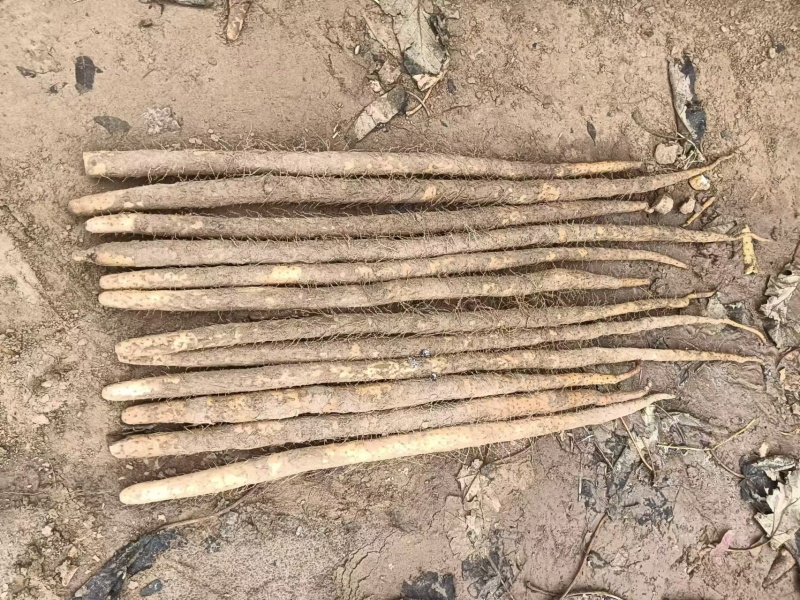 【牛商实力推荐】小白嘴山药，软糯香甜大量现货
