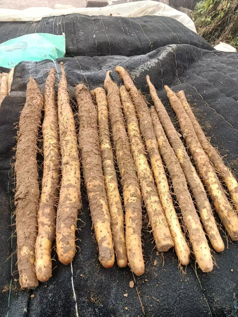 【牛商实力推荐】小白嘴山药，软糯香甜大量现货