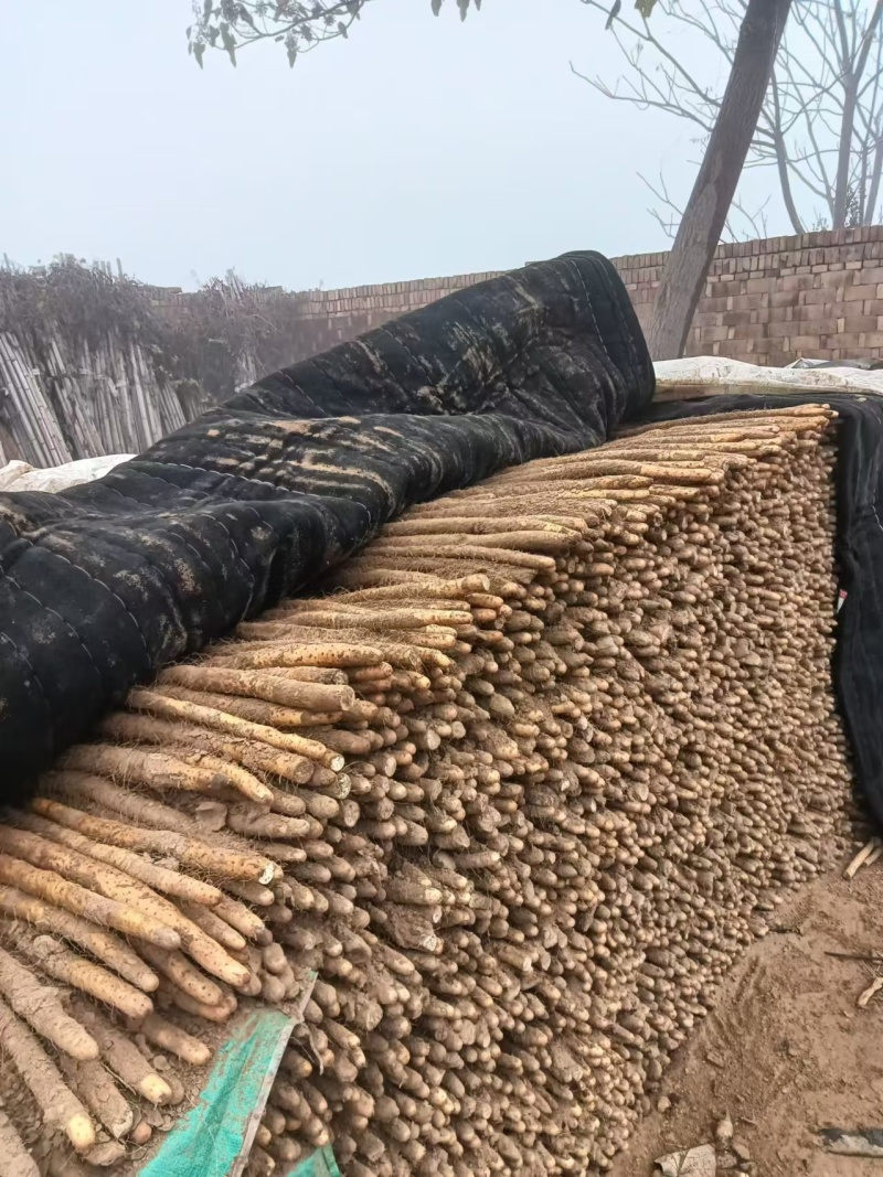 【牛商实力推荐】小白嘴山药，软糯香甜大量现货