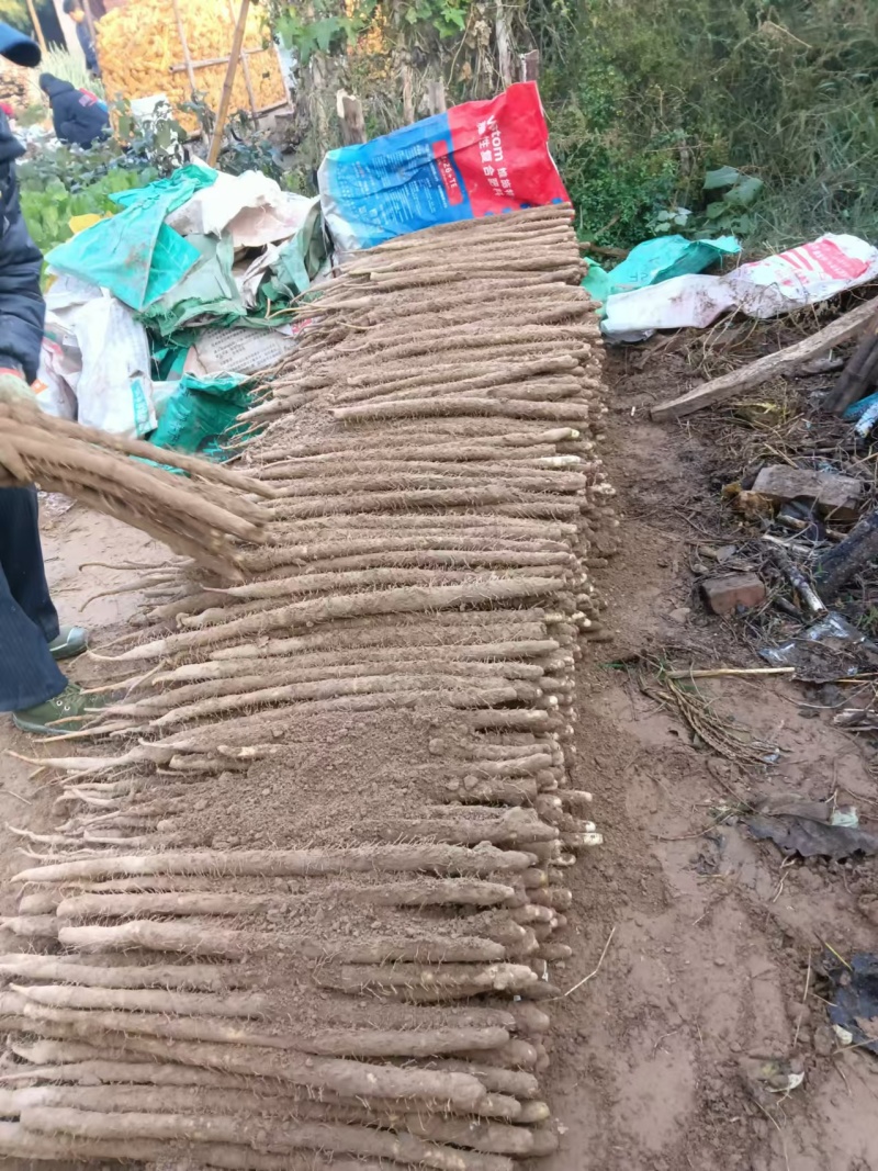 【牛商实力推荐】小白嘴山药，软糯香甜大量现货