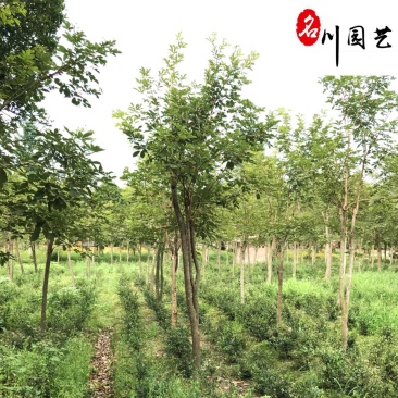 四川黄花风铃木批发8-15公分黄花风铃木价格基地直供