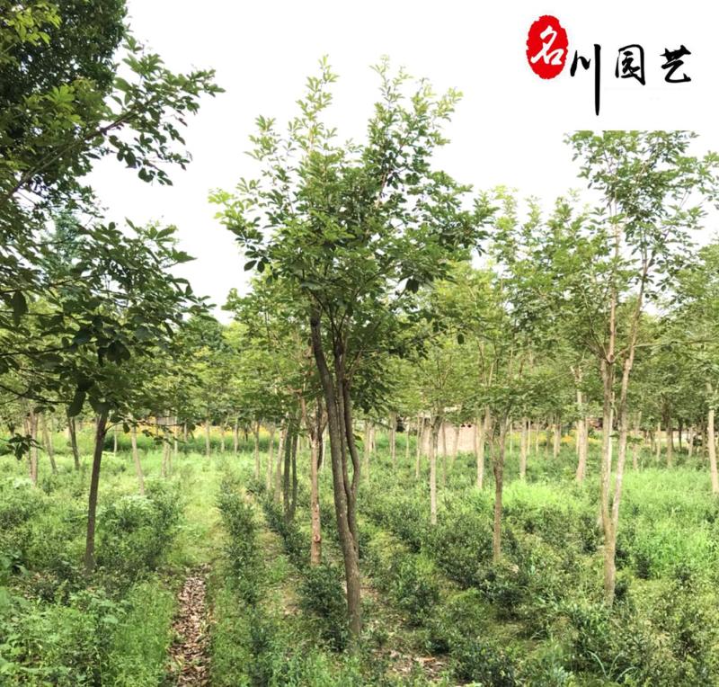 四川黄花风铃木批发8-15公分黄花风铃木价格基地直供