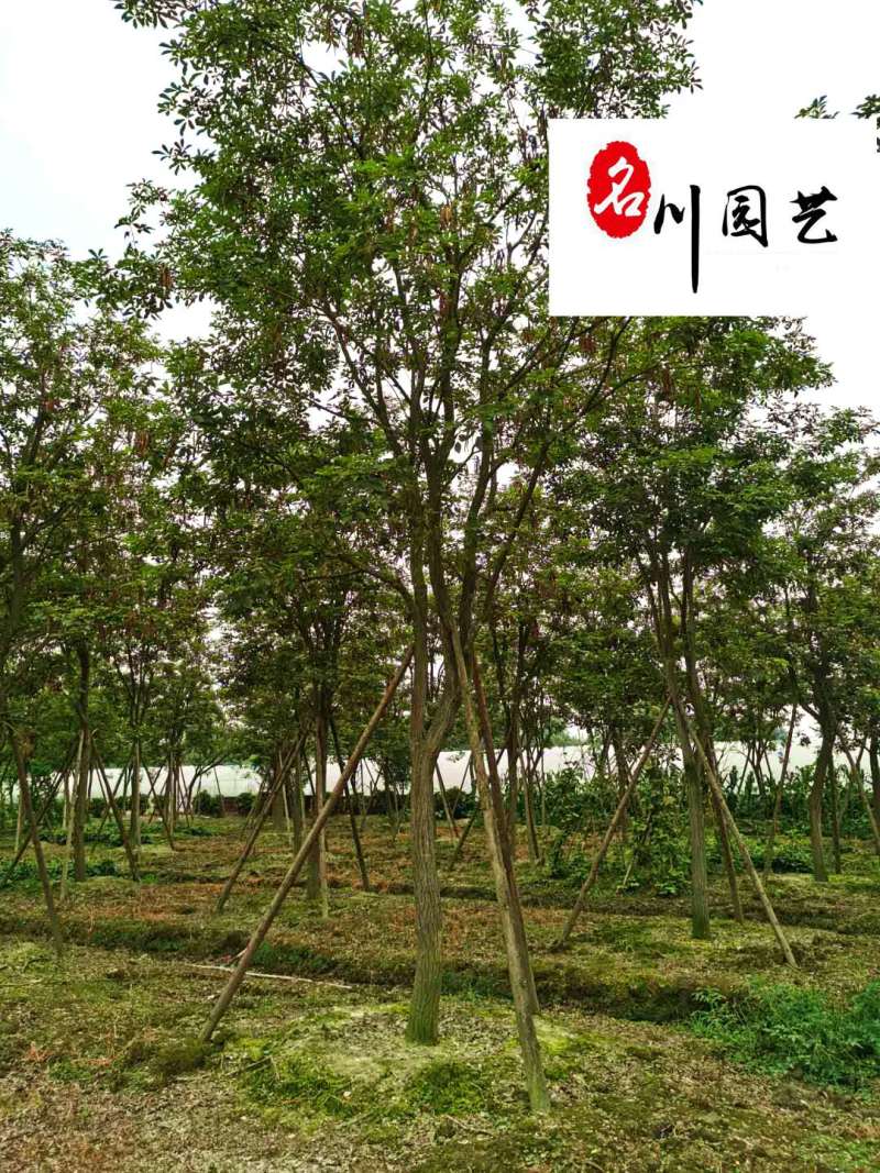 四川黄花风铃木批发8-15公分黄花风铃木价格基地直供