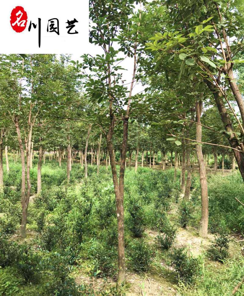 四川黄花风铃木批发8-15公分黄花风铃木价格基地直供