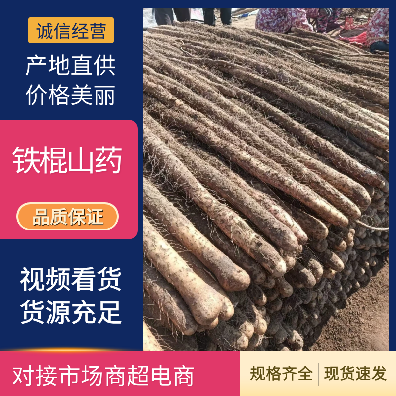 精品铁棍山药基地供应全国直销一手货源支持视频看货