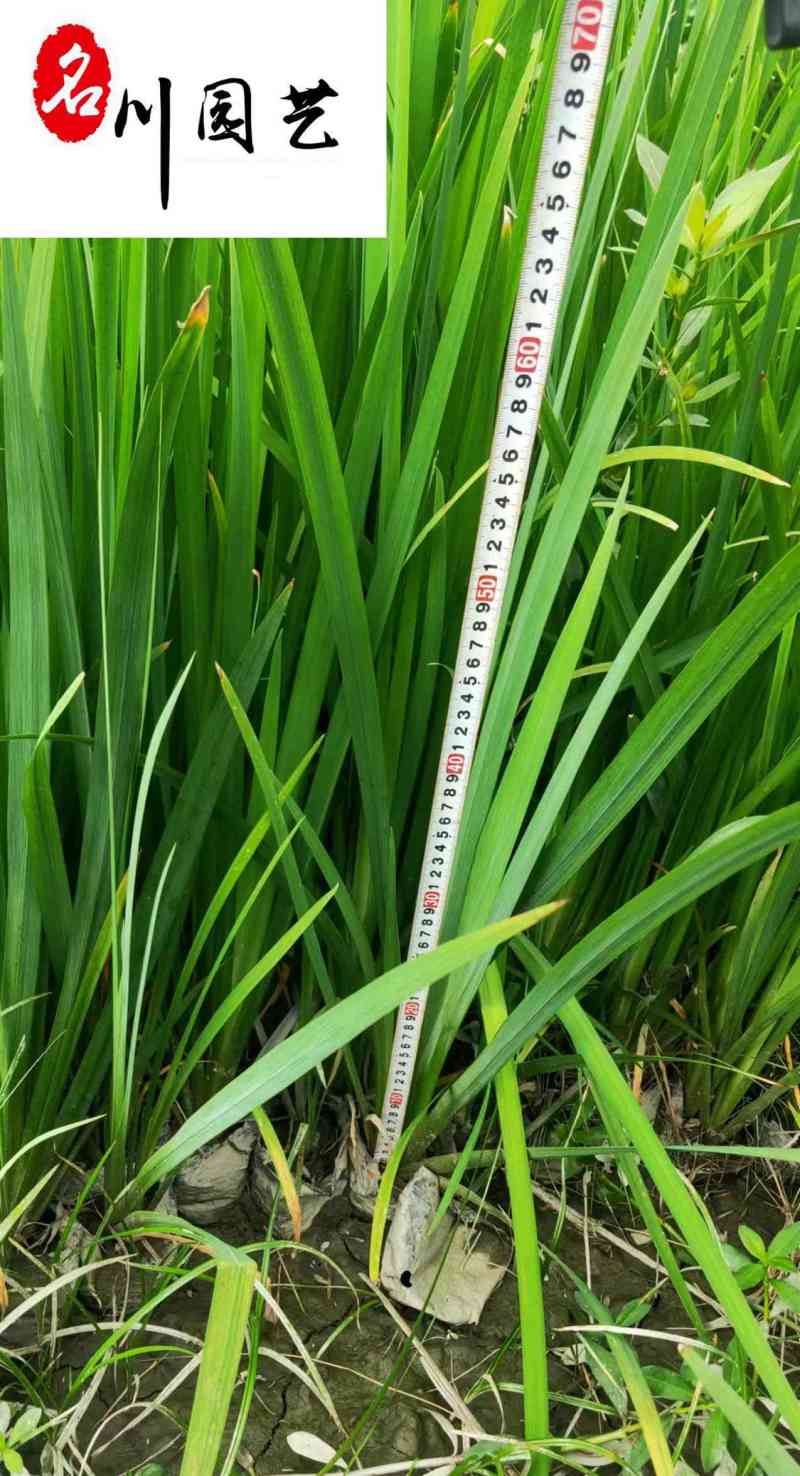 黄菖蒲水生植物批发花境花坛湿地湖边绿化观赏苗多年生