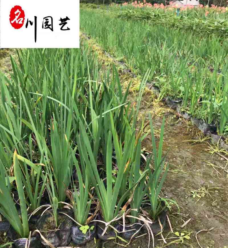 黄菖蒲水生植物批发花境花坛湿地湖边绿化观赏苗多年生