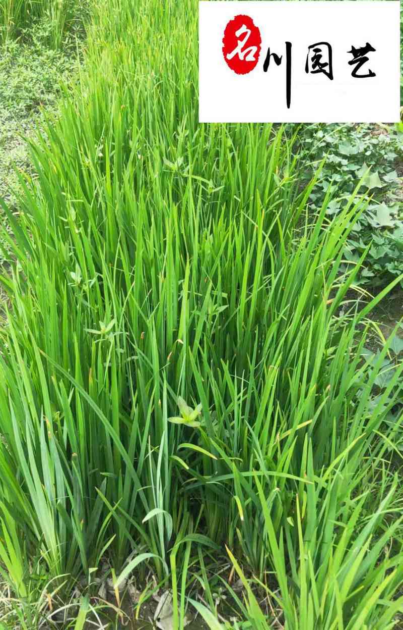 黄菖蒲水生植物批发花境花坛湿地湖边绿化观赏苗多年生