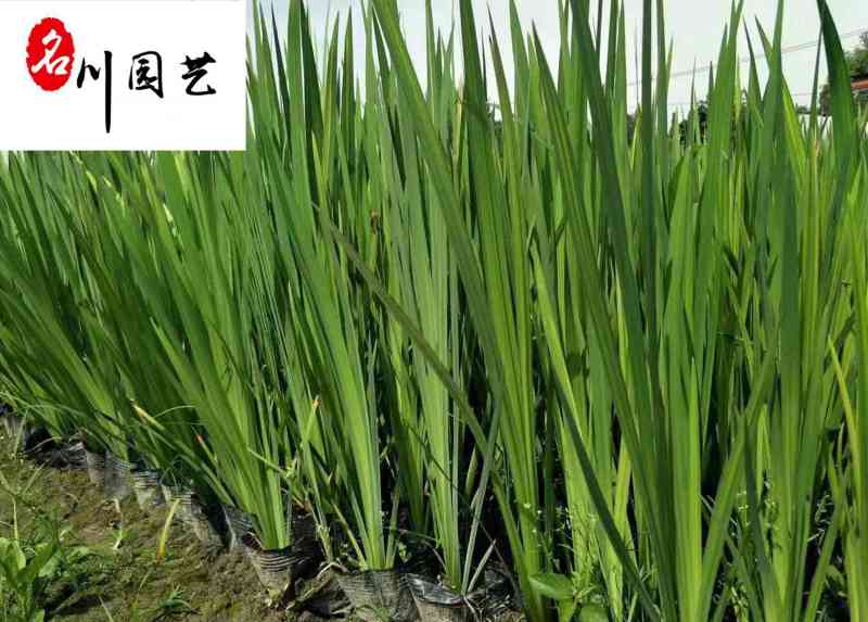 黄菖蒲水生植物批发花境花坛湿地湖边绿化观赏苗多年生