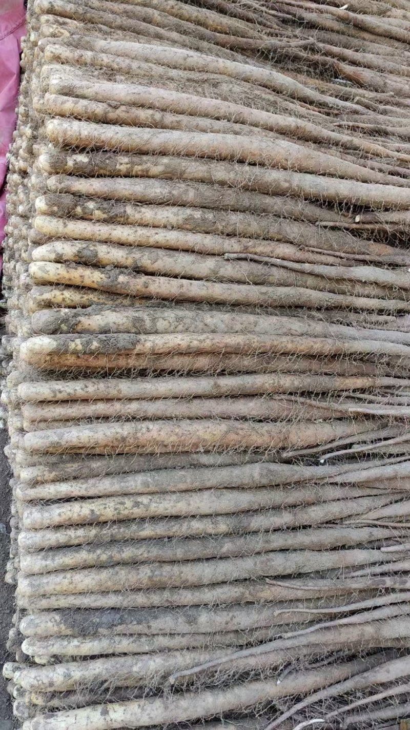【精品】双棒山药河北保定一手货源对接全国商超价格美丽