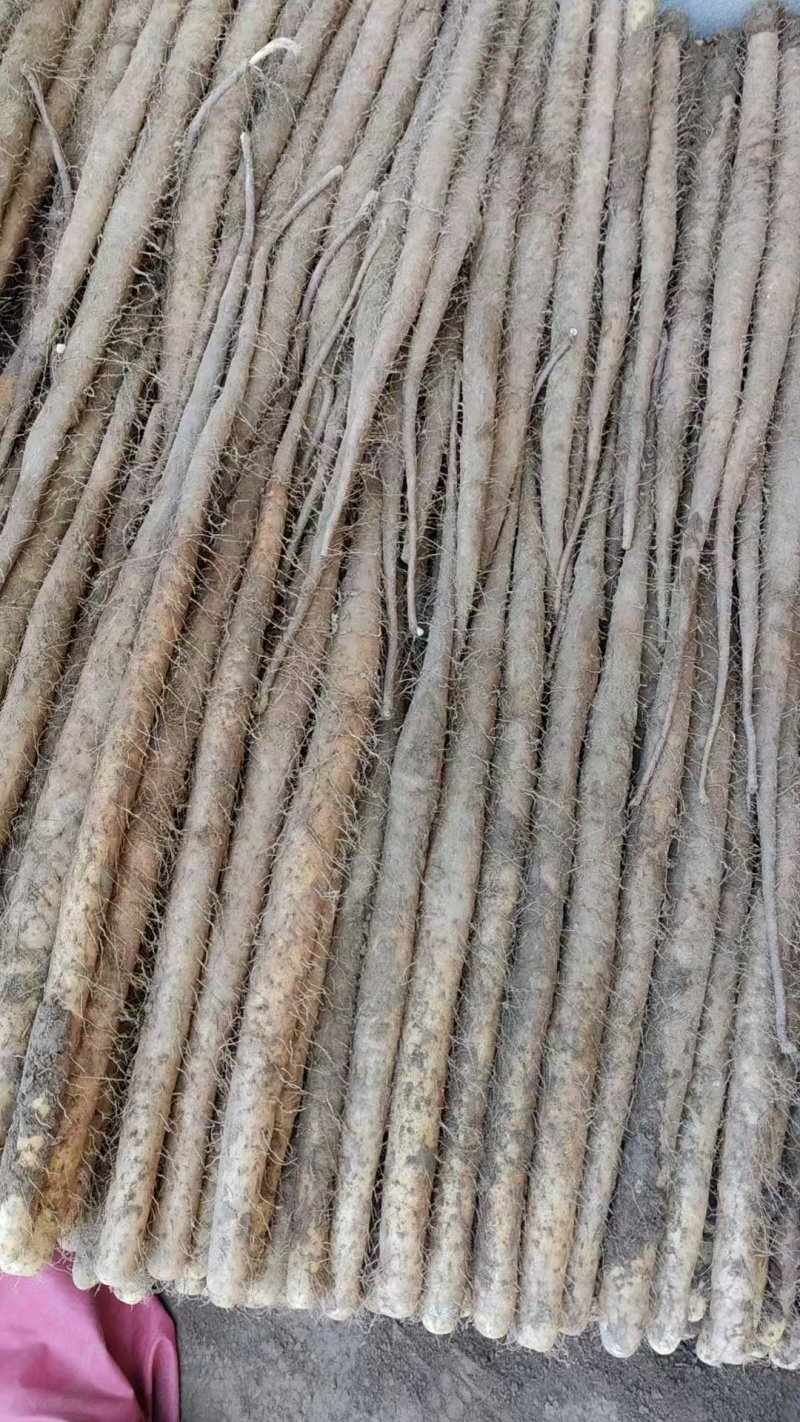 【推荐】精品河北双棒山药产地一手货源价格美丽欢迎咨询