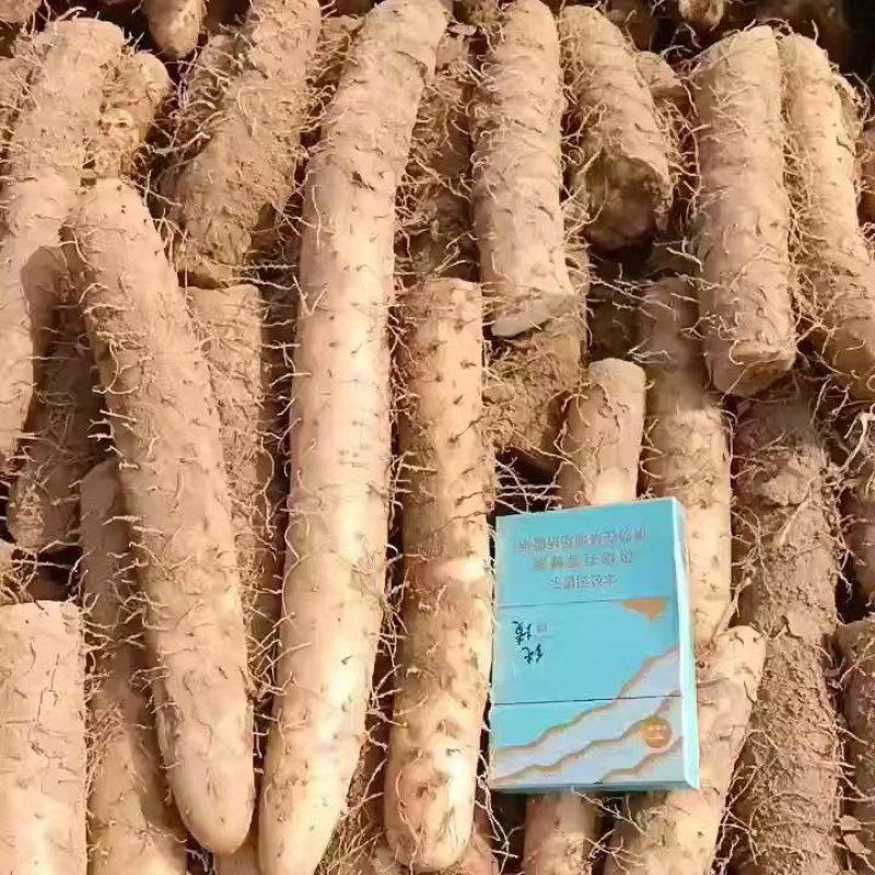 麻山药，内黄县麻山药大量上市欢迎新老客户前来选购