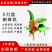铡草揉丝一体机家用220V干湿两用卧式牛羊玉米秸秆粉碎机