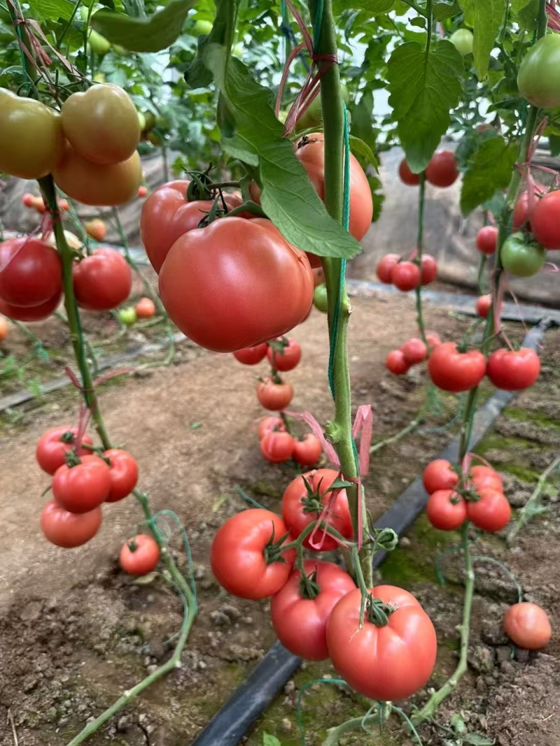 天正1567大果硬粉番茄种子抗TY早熟无青肩耐裂果西红柿