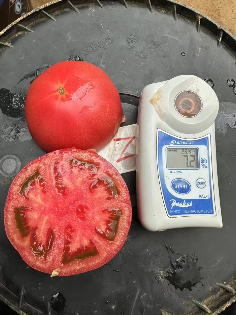 天正1567大果硬粉番茄种子抗TY早熟无青肩耐裂果西红柿